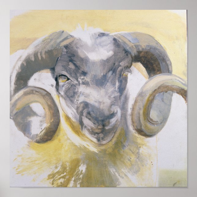 Long Horn Sheep 2 Poster (Framsidan)