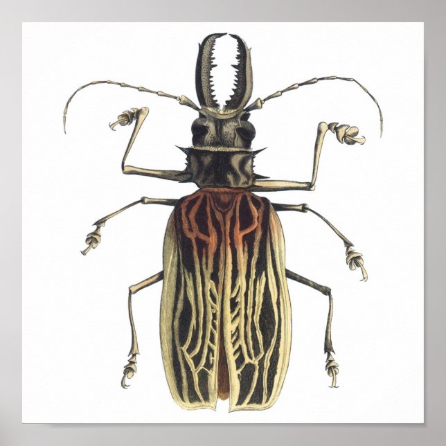 Long-Horned Beetle, Prionus Cervicornis Poster (Framsidan)