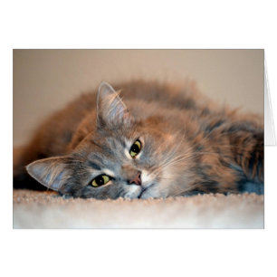 Long Hved Blue Russian Cat av Shirley Taylor Hälsningskort