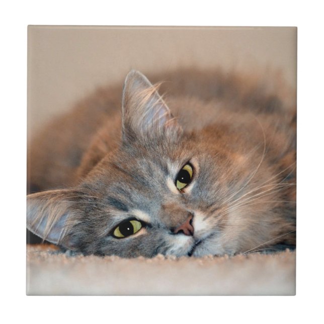 Long Hved Blue Russian Cat av Shirley Taylor Kakelplatta (Framsidan)