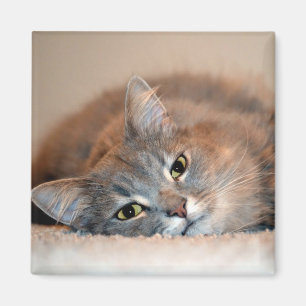 Long Hved Blue Russian Cat av Shirley Taylor Magnet