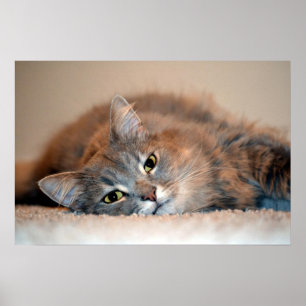 Long Hved Blue Russian Cat av Shirley Taylor Poster