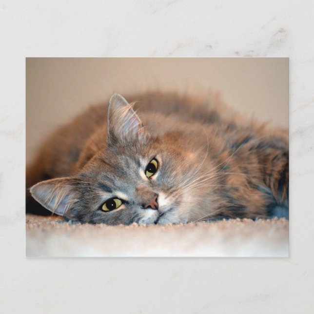 Long Hved Blue Russian Cat av Shirley Taylor Vykort (Framsida)