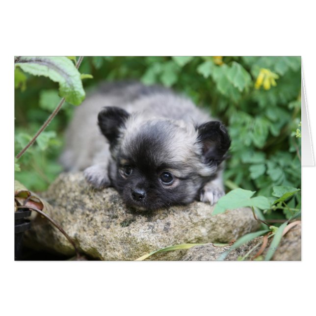 Long Hved Chihuahua Puppy Hälsningskort (Framsidan Horizontal)