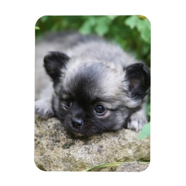 Long Hved Chihuahua Puppy Magnet (Vertikal)