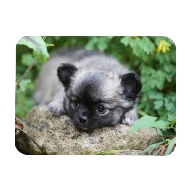 Long Hved Chihuahua Puppy Magnet (Horisontell)