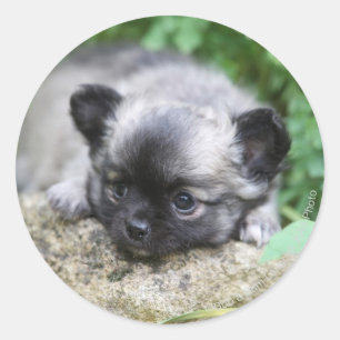 Long Hved Chihuahua Puppy Runt Klistermärke