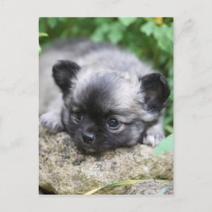 Long Hved Chihuahua Puppy Vykort