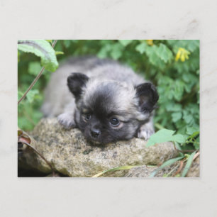 Long Hved Chihuahua Puppy Vykort