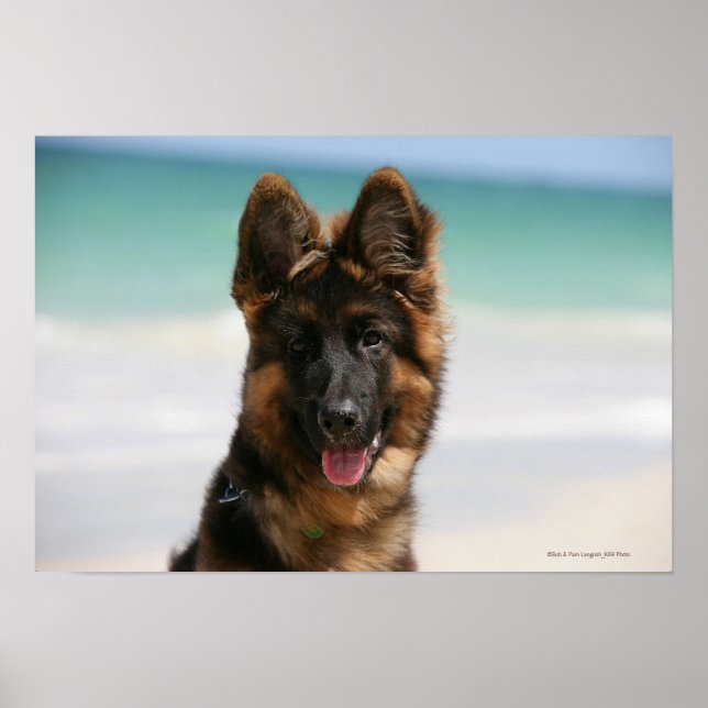 Long-Hved German Shepherd Beach Poster (Framsidan)
