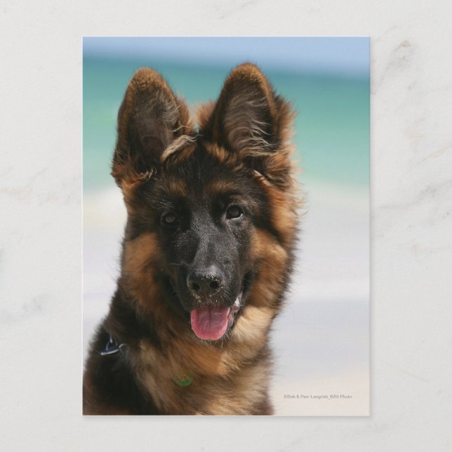 Long-Hved German Shepherd Beach Vykort (Framsida)