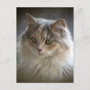 Long Hved Kitten Vykort