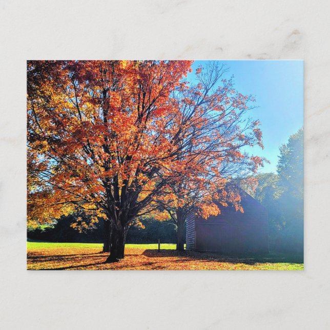 Long Island Autumn Fall Farm Barn New York Vykort (Framsida)