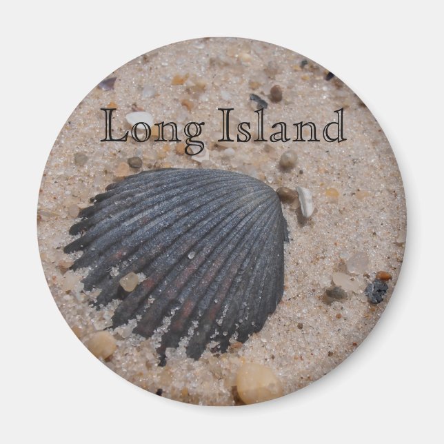 Long Island Scallop snäcka magnet (Framsidan)
