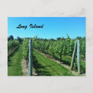 Long Island Vineyard Vykort