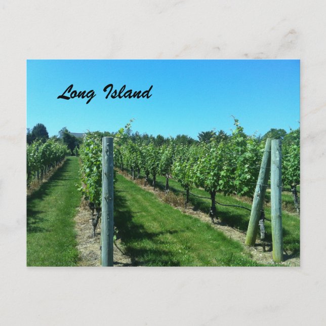Long Island Vineyard Vykort (Framsida)