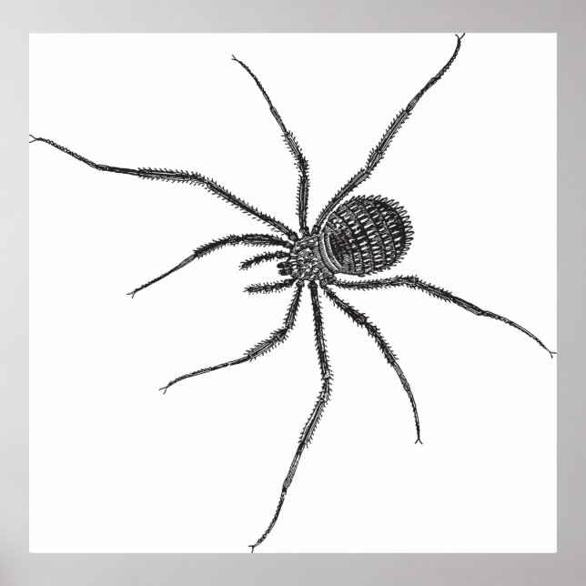 Long Leg Spider Poster (Framsidan)