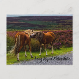 Long Mynd Vild Ponies Postcard Vykort