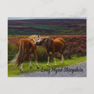 Long Mynd Vild Ponies Postcard Vykort