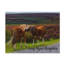 Long Mynd Vild Ponies Postcard