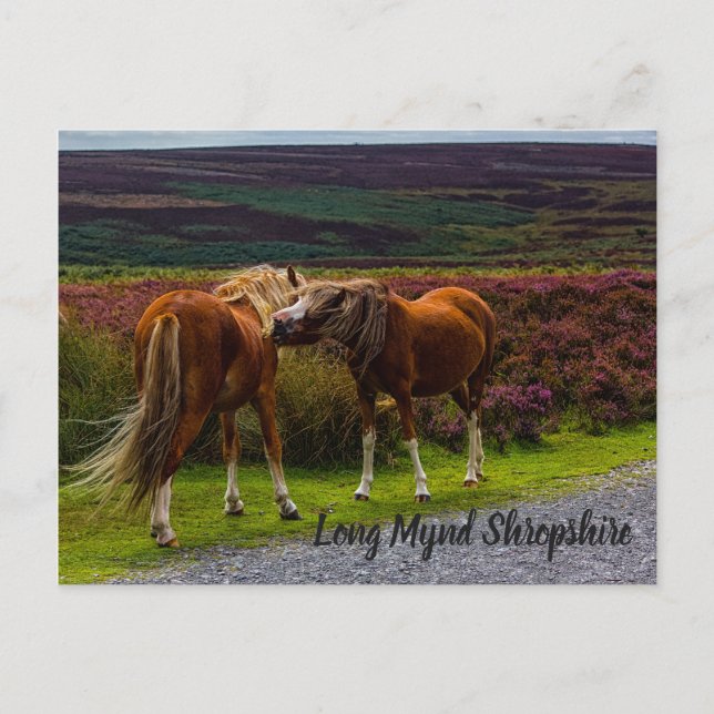 Long Mynd Vild Ponies Postcard Vykort (Framsida)