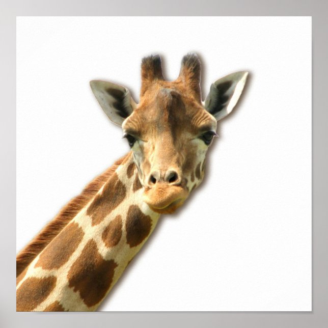 Long Necked Giraffe Poster (Framsidan)