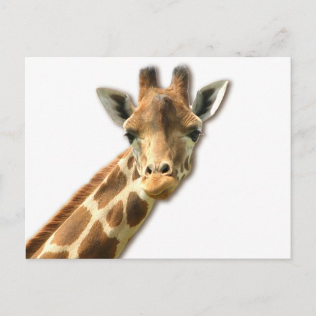 Long Necked Giraffe-vykort Vykort (Framsida)