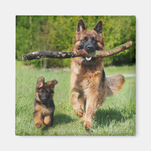 Long-parad Fluffy German Shepherd Hund and Puppy Magnet