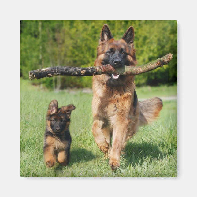 Long-parad Fluffy German Shepherd Hund and Puppy Magnet (Framsidan)