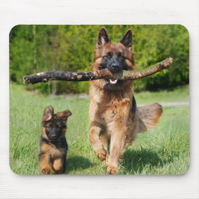 Long-parad Fluffy German Shepherd Hund and Puppy Musmatta (Framsidan)