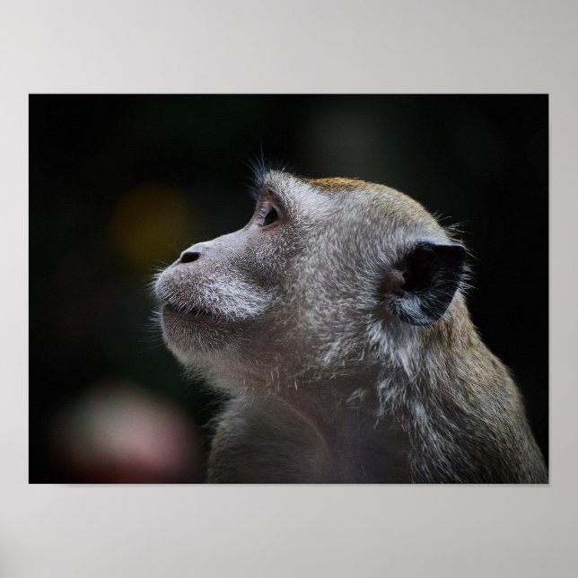 Long-Tailed Macaque Close-Up Poster (Framsidan)