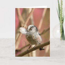 Long Tailed Tit with feather Kort