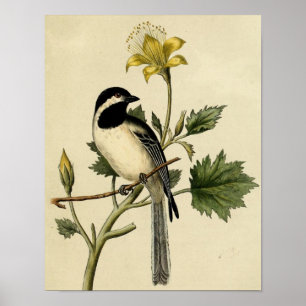 Long Tails Chickadee Poster