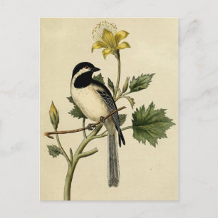 Long Tails Chickadee Vykort