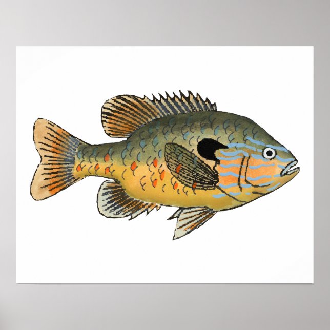 Longear Sunfish Poster (Framsidan)