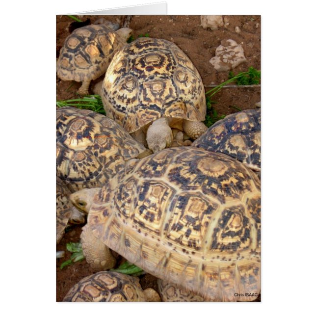 Longevity Hälsningskort (Framsidan)