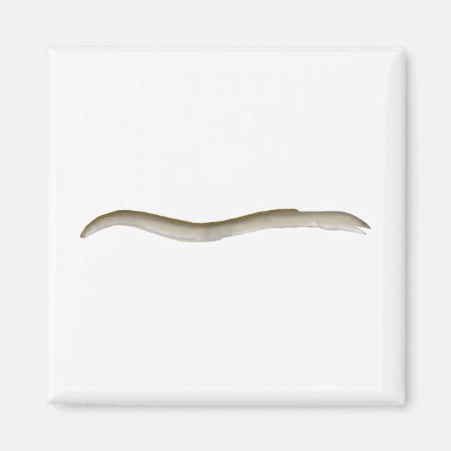 Longfin Snake-eel Magnet (Framsidan)