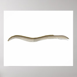 Longfin Snake-eel Poster