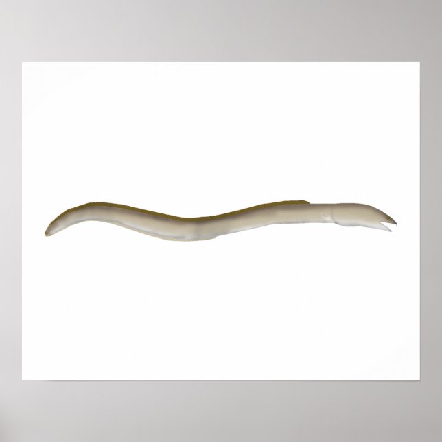 Longfin Snake-eel Poster (Framsidan)