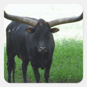 Longhorn Bull Sticker Fyrkantigt Klistermärke