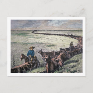 Longhorn cattle drive from Texas to Abilene, Kansa Vykort