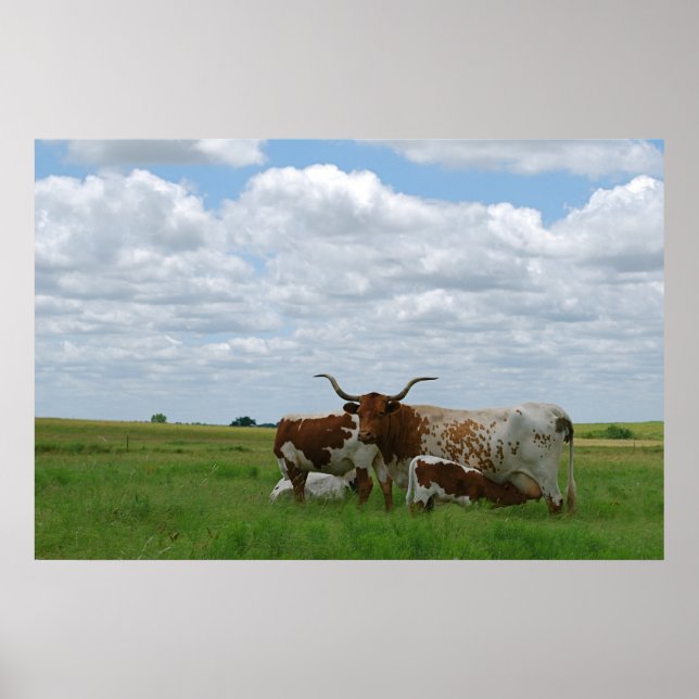 Longhorn Cattle i Kansas Poster (Framsidan)