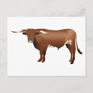 Longhorn Cattle Vykort
