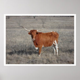 Longhorn Cow på betesmark Poster