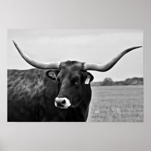 Longhorn Cow Photographic Art Print Poster