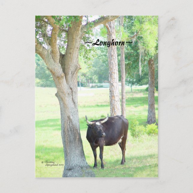 Longhorn Cow Port Charlotte Florida Postcard Vykort (Framsida)