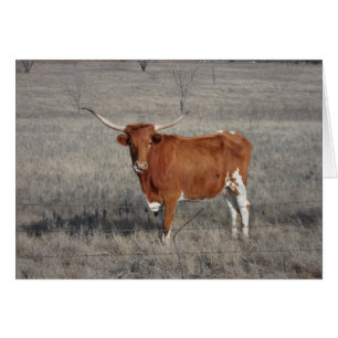 Longhorn Cow Slickar Nose Hälsningskort