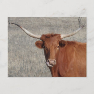 Longhorn Cow Slickar Nose Vykort