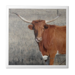 Longhorn Cow Slickar sin näsa Kakelplatta
