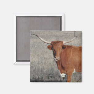 Longhorn Cow Slickar sin näsa Magnet